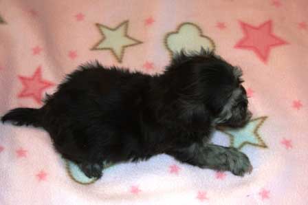 black-and-whtie-female-havanese-puppy-found-home-from-utah-to-arizona